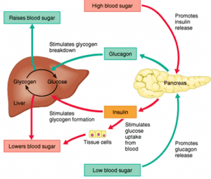 regulates blood glucose levelshealth benefit of zobo