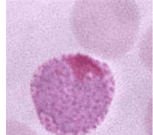 plasmodium vivax