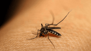 how malaria is spread
