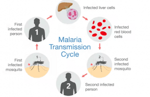 how malaria is spread