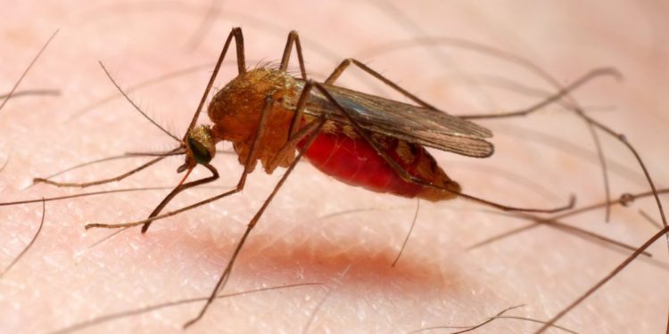 parasite causes malaria fever