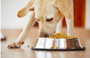 feed your pet the right food