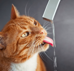 make sure your cat is drinking plenty of water