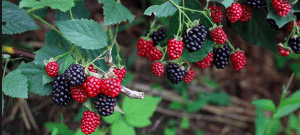 incorporating blackberries