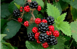 importance of blackberry: