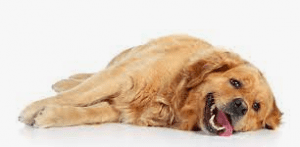 possible causes of excessive panting in dogs