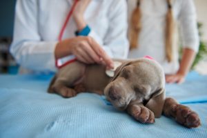 routine check puppy s health