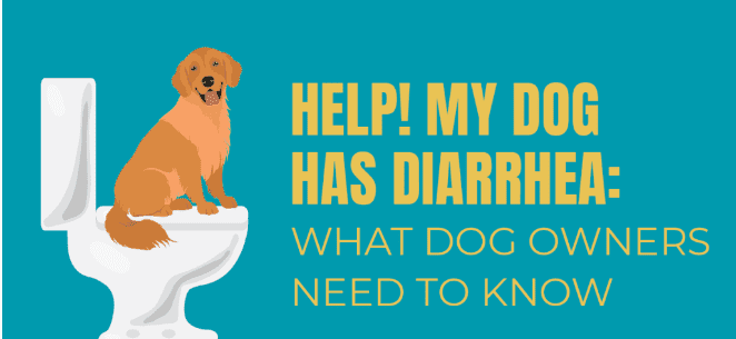 What To Do If Your Dog Has Diarrhea