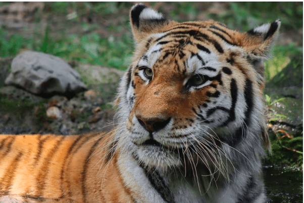 Euthanize Ailing Amur Tiger