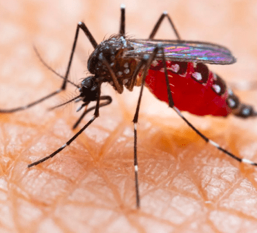 Malaria Fever Occurs at Regular Intervals
