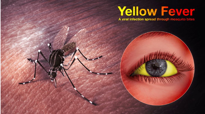 why yellow fever is not present in india