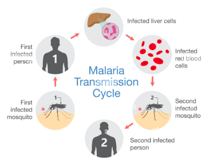 Understanding the Causes of Malaria
