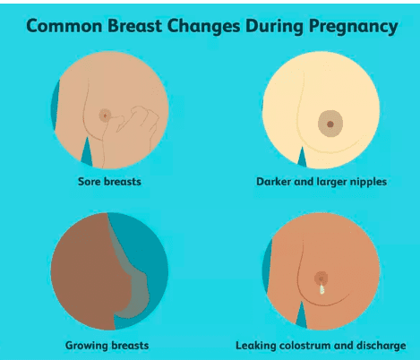 Breast Changes First Become Noticeable During Pregnancy