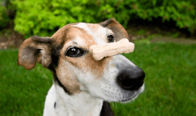 Dog's Health and Wellness with Collagen Dog Treats