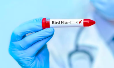 Bird Flu in the US