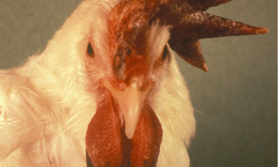 Bird Flu and the Recent Outbreak