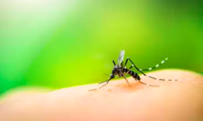 Dengue Fever Spike