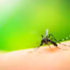 Dengue Fever Spike