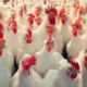 Monitoring the U.S. Bird Flu Outbreak: Rising Challenges and the Path Forward